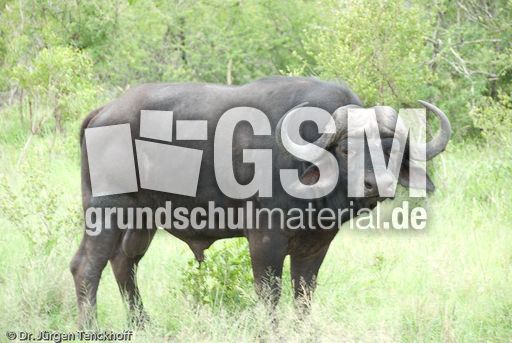 Afrikanischer Büffel (76 von 102).jpg